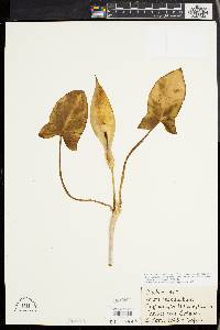 Image of Arum maculatum