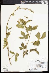 Rubus flagellaris image