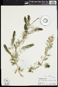 Myriophyllum spicatum image