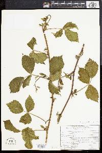 Rubus flagellaris image