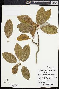 Magnolia virginiana image