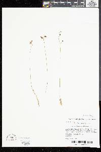 Utricularia striata image