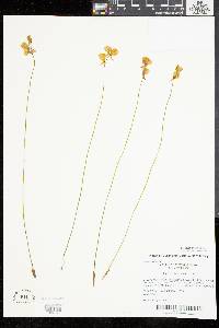 Utricularia cornuta image