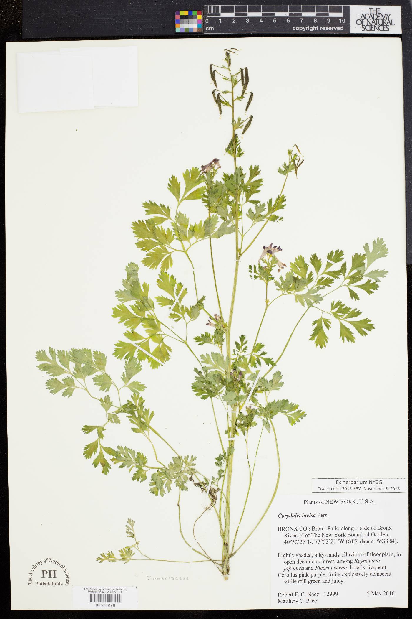 Corydalis incisa image