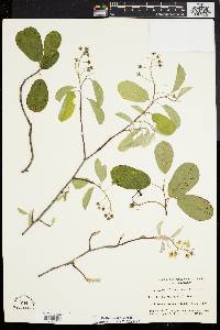 Amelanchier canadensis image