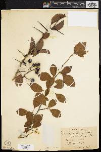 Crataegus canbyi image