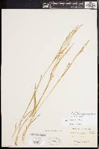 Carex styloflexa image