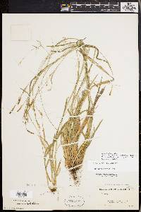 Carex styloflexa image