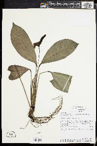 Image of Spathiphyllum cannifolium