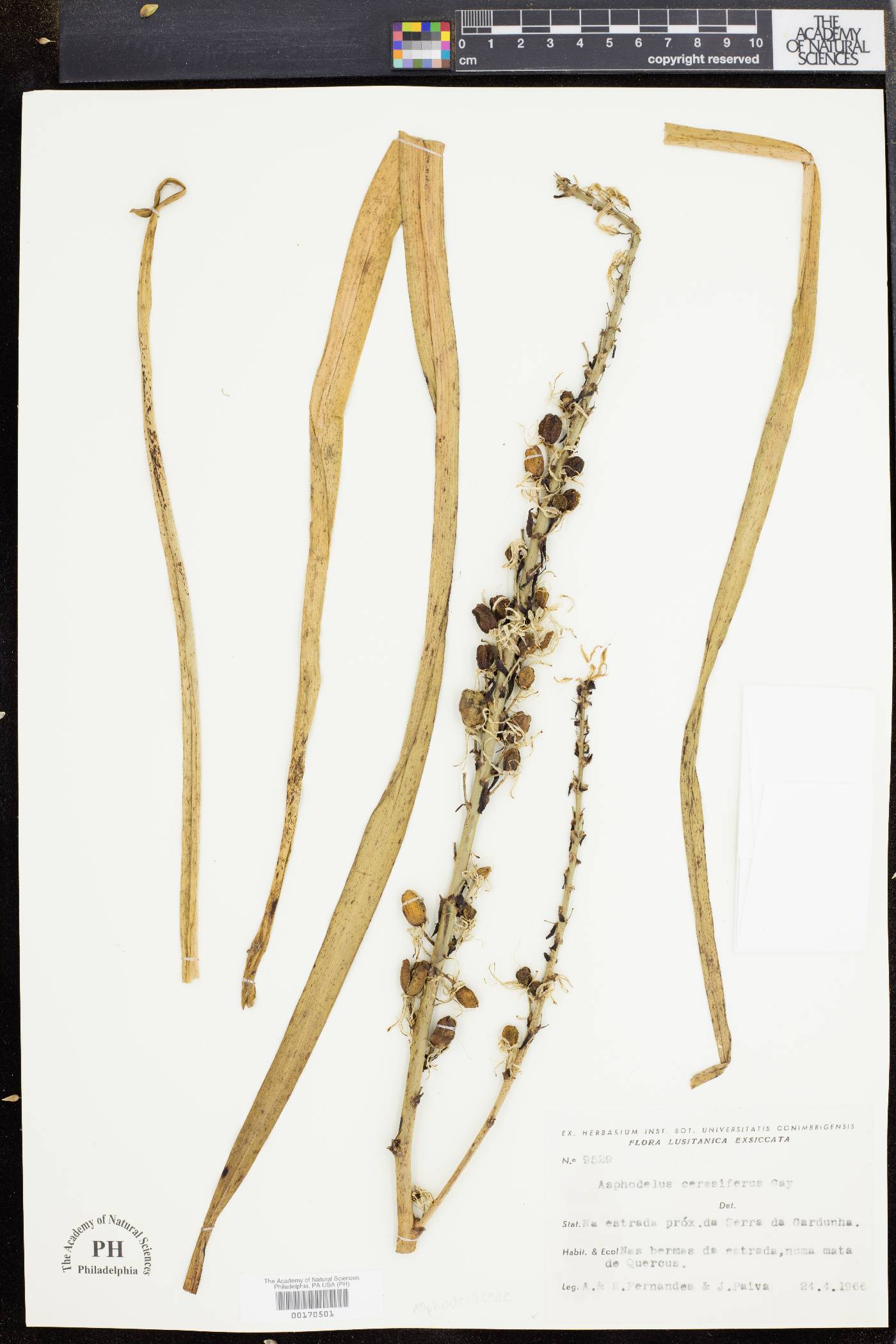 Asphodelus cerasifer image