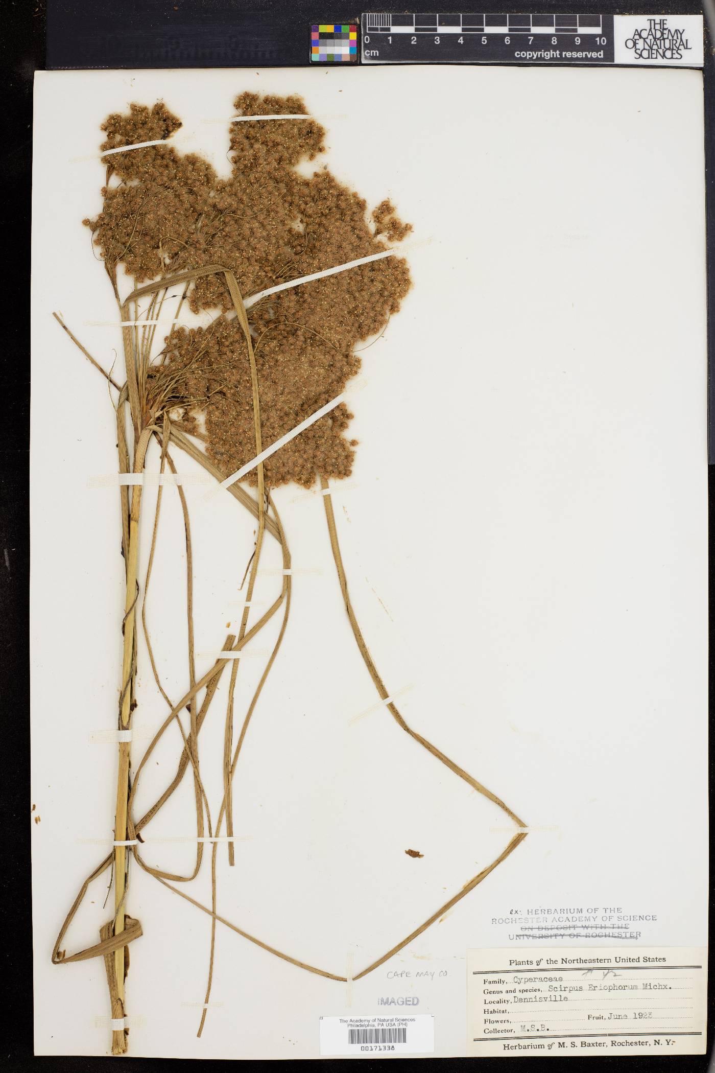 Scirpus eriophorum image