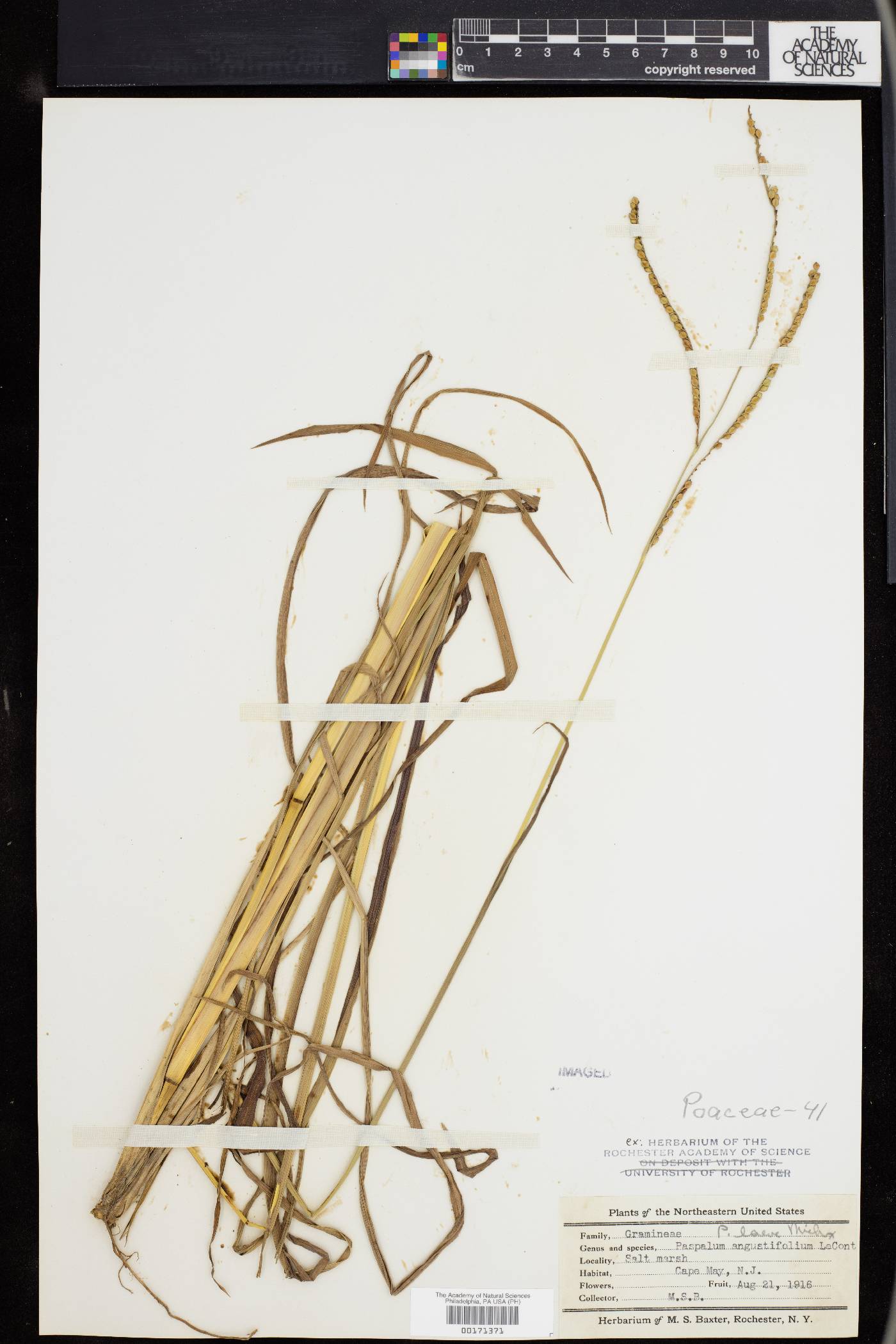 Paspalum angustifolium image