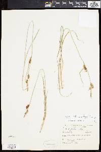 Carex heterostachya image