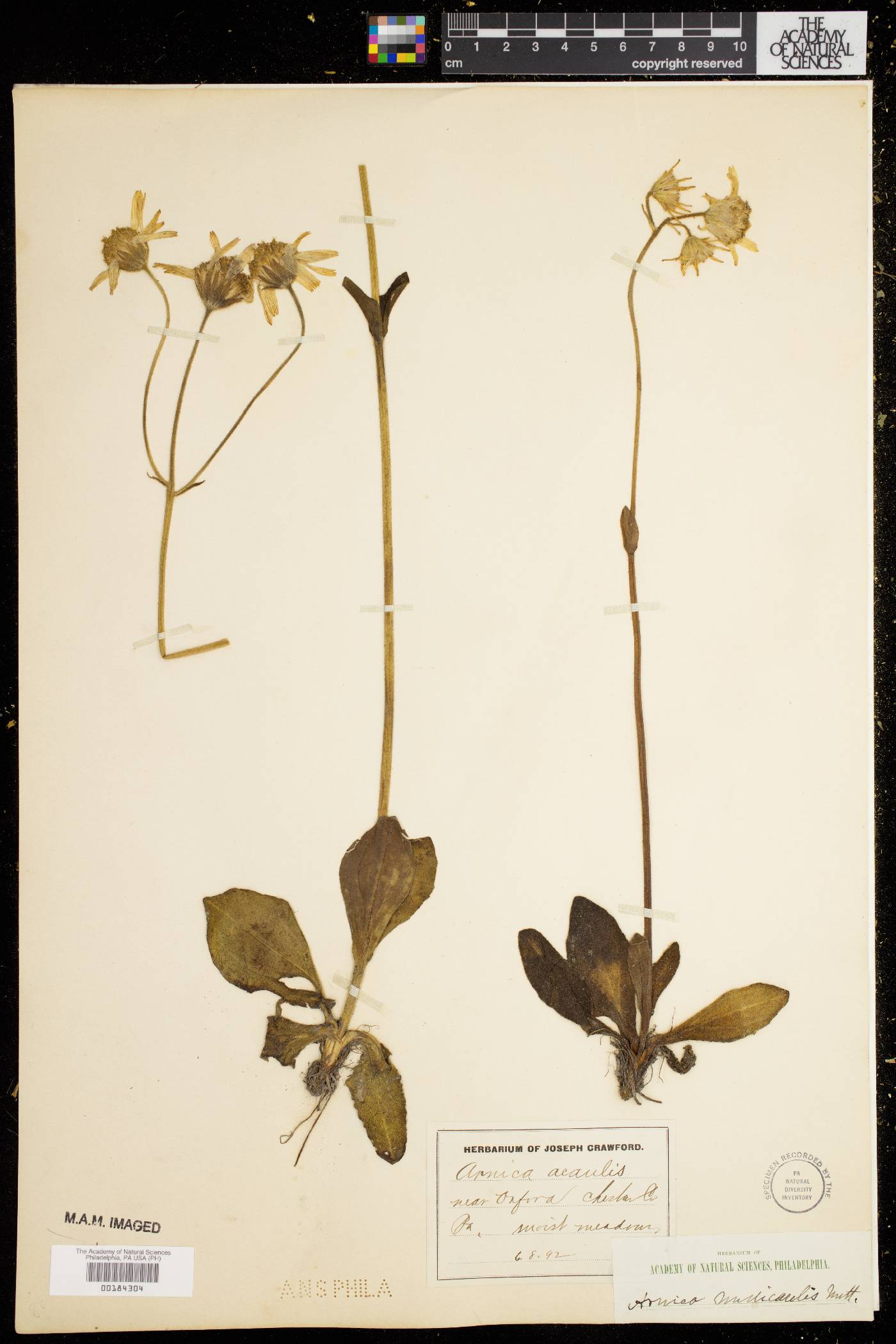 Arnica acaulis image