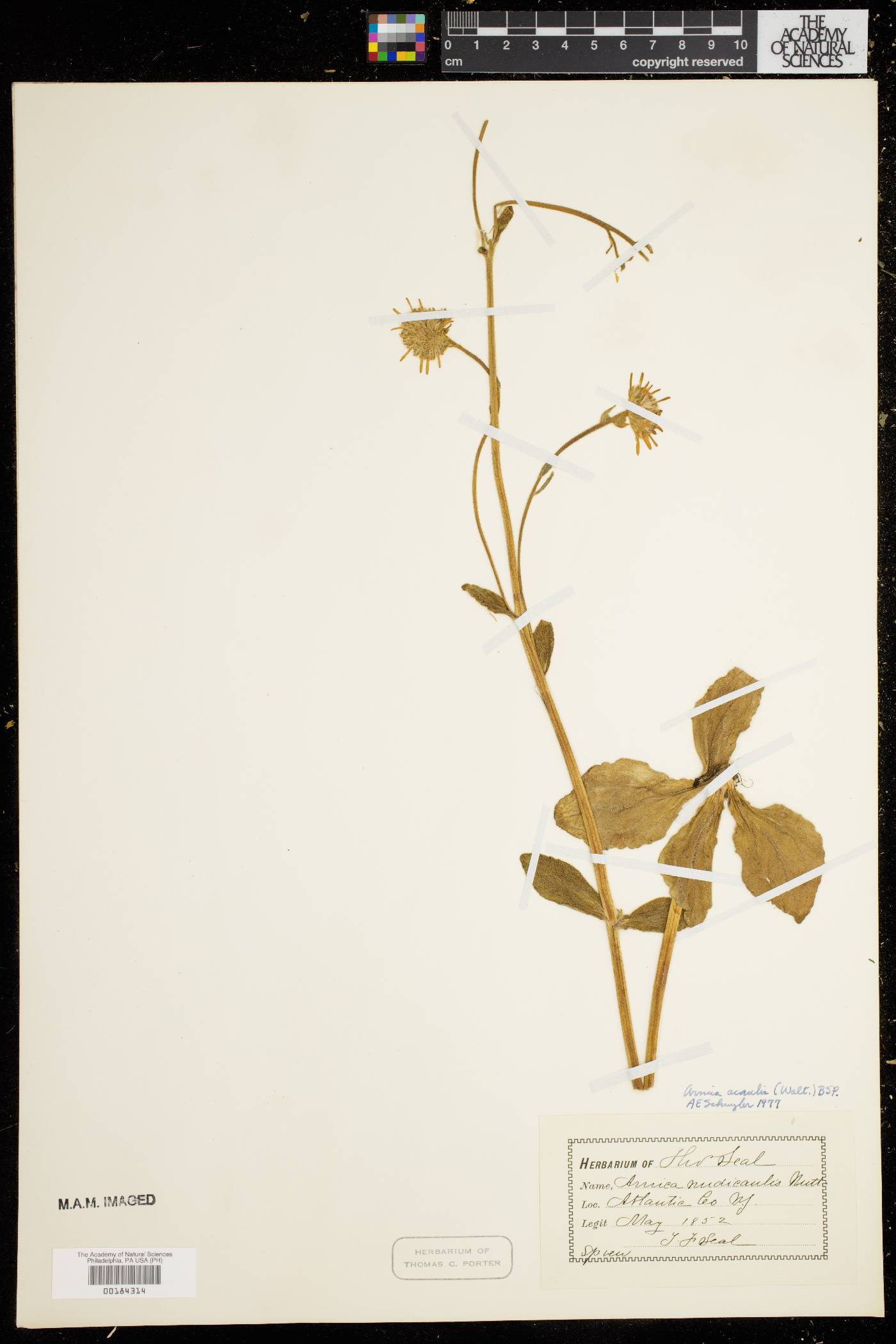 Arnica acaulis image