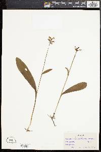 Gymnadeniopsis clavellata image