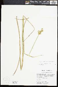 Juncus brachycarpus image