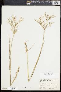 Juncus brachycephalus image