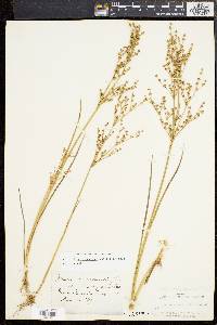 Juncus brachycephalus image