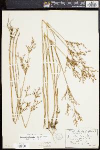 Juncus brachycephalus image