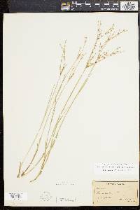 Juncus brachycephalus image