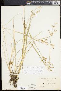 Juncus brevicaudatus image
