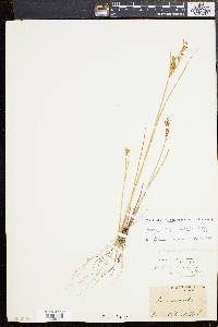 Juncus brevicaudatus image