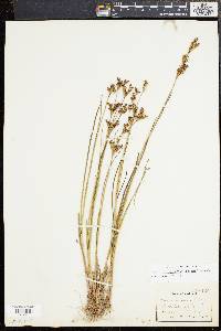 Juncus brevicaudatus image