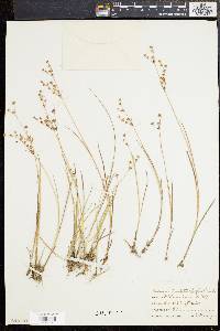 Juncus brevicaudatus image