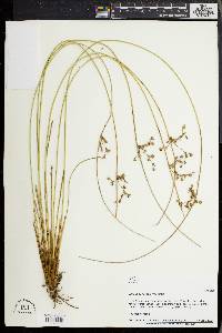 Juncus coriaceus image