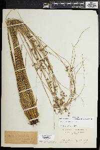 Juncus coriaceus image