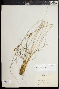 Juncus coriaceus image