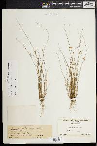 Juncus coriaceus image