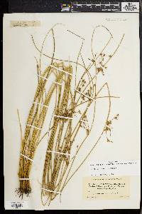 Juncus coriaceus image