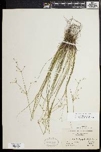 Juncus debilis image