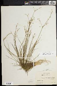 Juncus debilis image