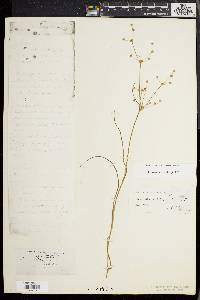 Juncus debilis image