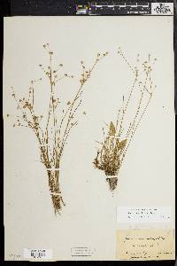 Juncus debilis image