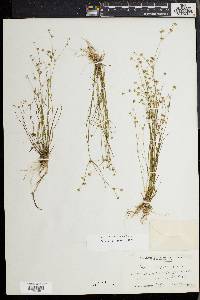 Juncus debilis image