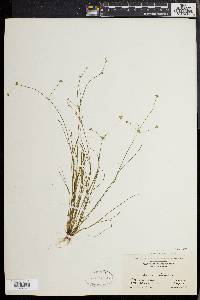 Juncus debilis image