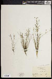 Juncus debilis image