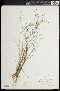 Juncus debilis image