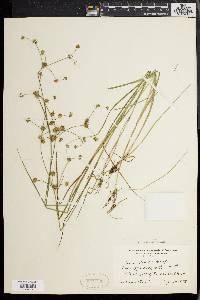 Juncus debilis image