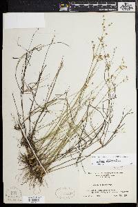 Juncus debilis image