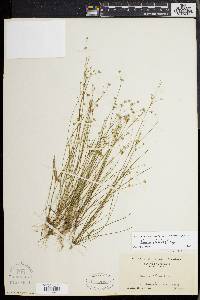 Juncus debilis image