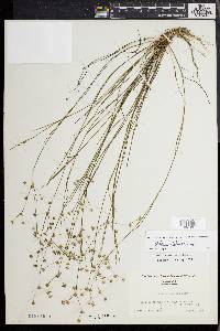 Juncus debilis image