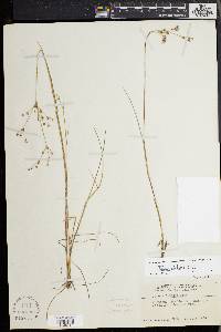 Juncus debilis image