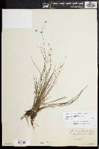 Juncus debilis image