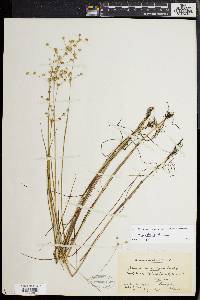 Juncus debilis image