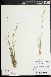 Juncus debilis image